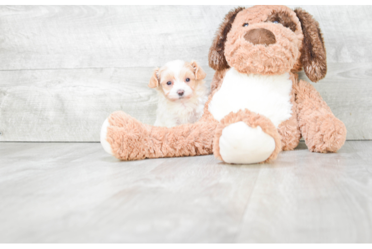 Maltipoo Puppy for Adoption