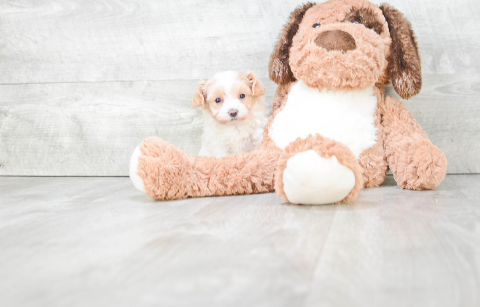 Maltipoo Puppy for Adoption