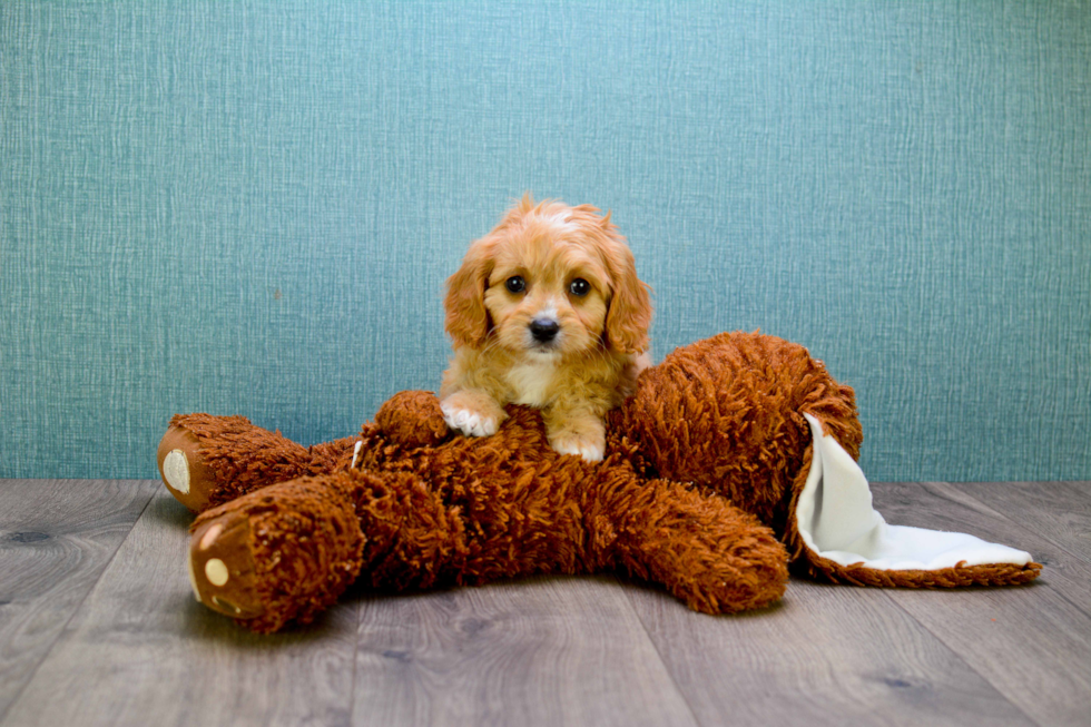 Cavapoo Puppy for Adoption