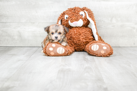 Best Morkie Baby