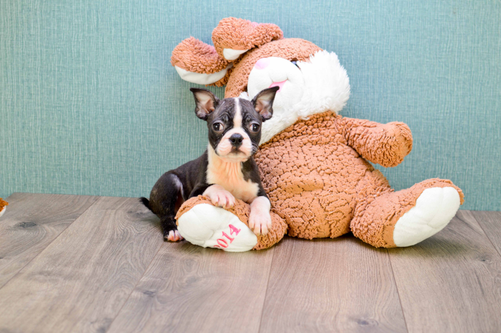 Boston Terrier Pup Being Cute