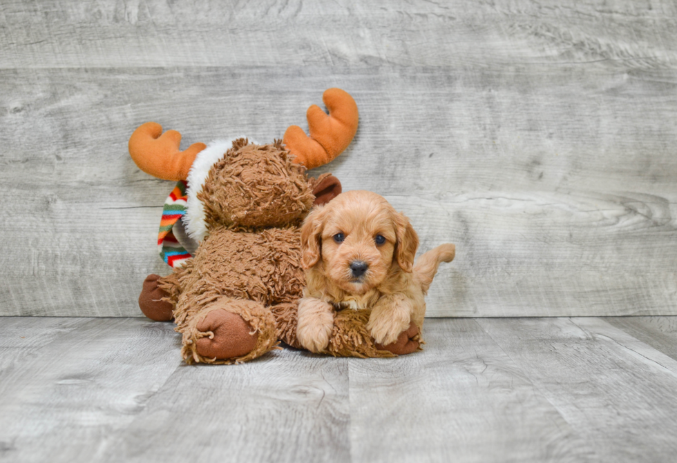 Fluffy Cavapoo Poodle Mix Pup