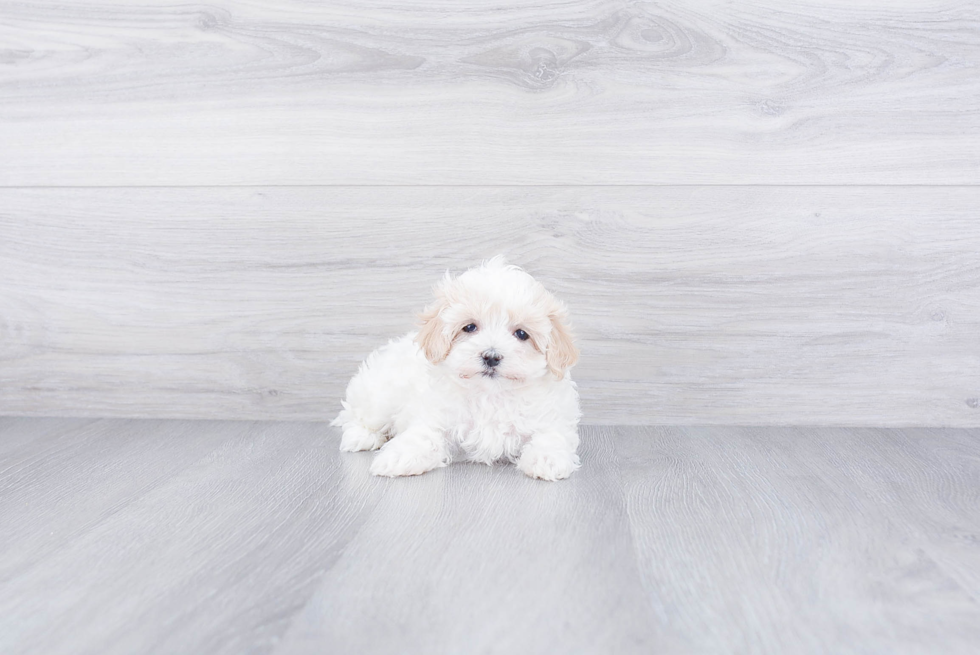 Small Maltipoo Baby