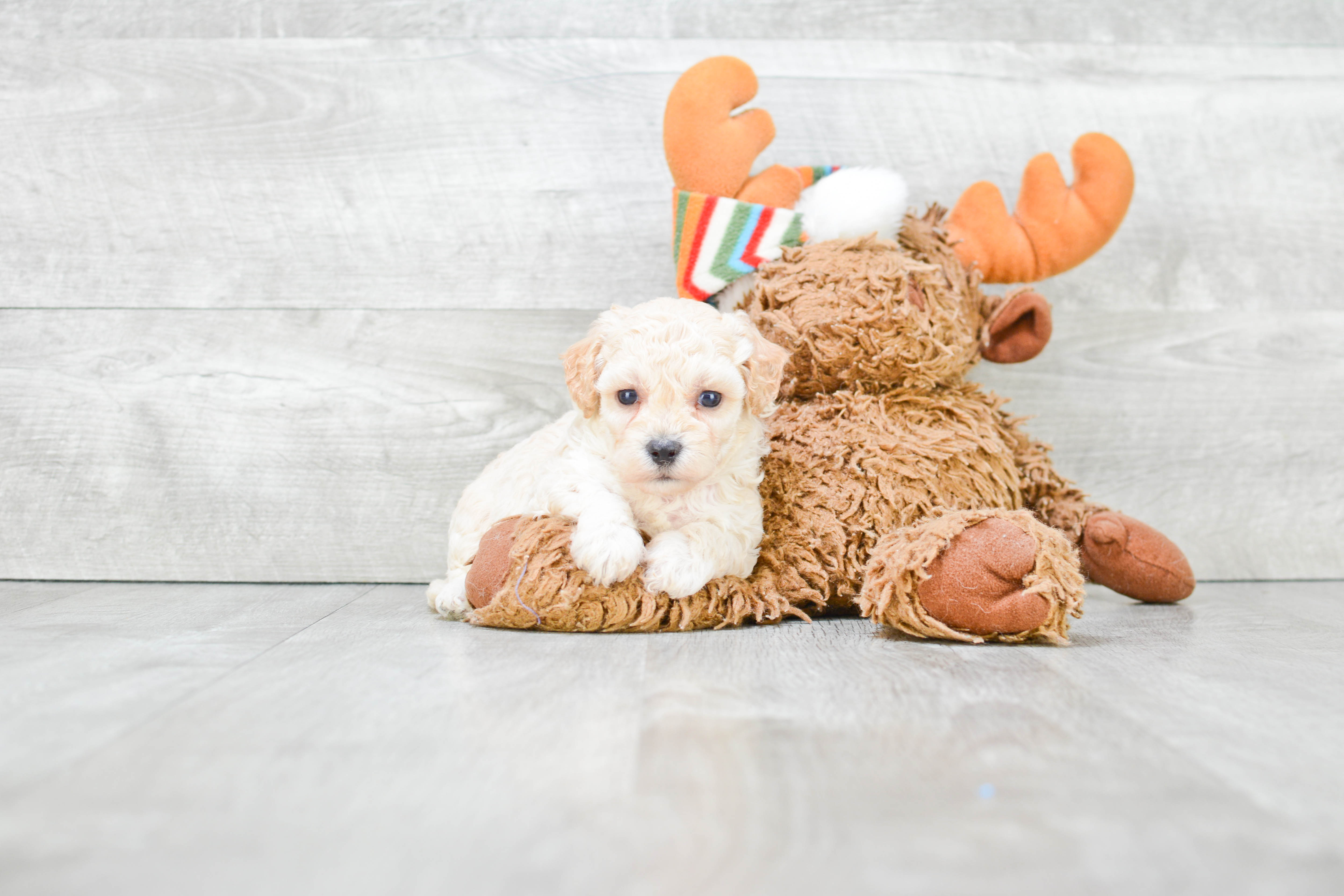 Maltipoo Puppy for Adoption
