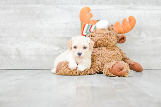 Maltipoo Puppy for Adoption