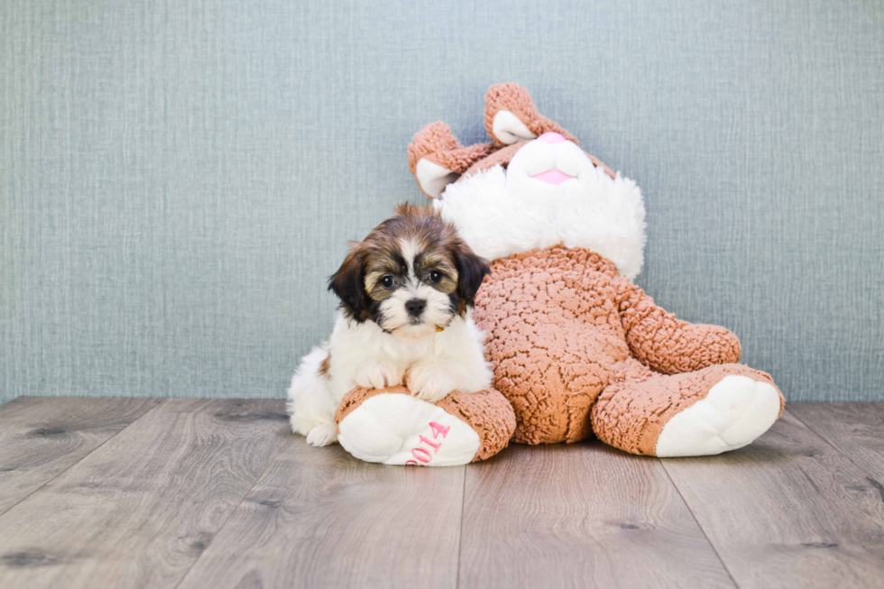 Teddy Bear Pup Being Cute