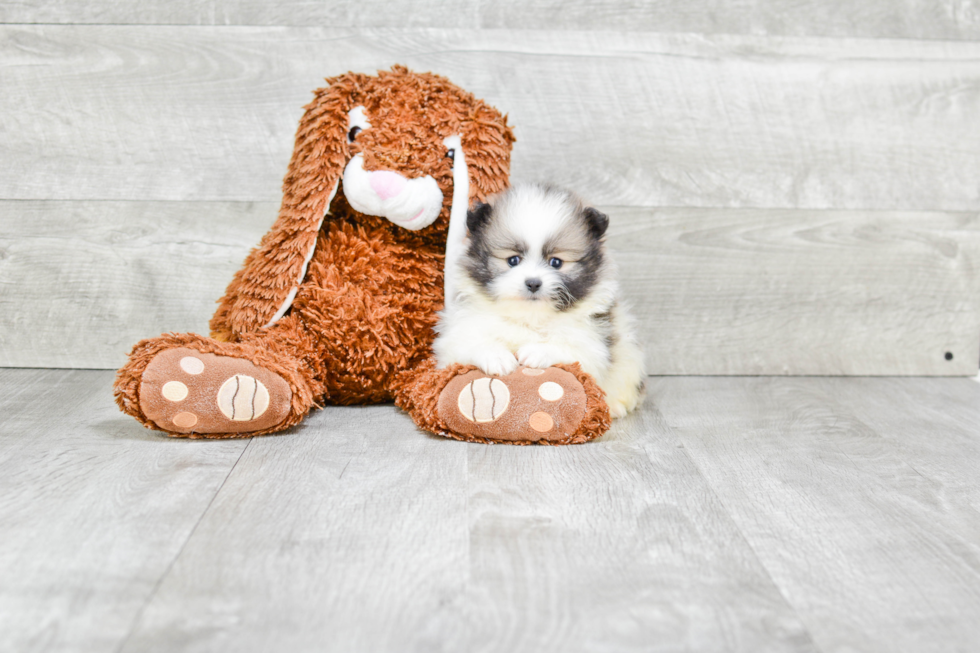 Petite Pomeranian Purebred Puppy