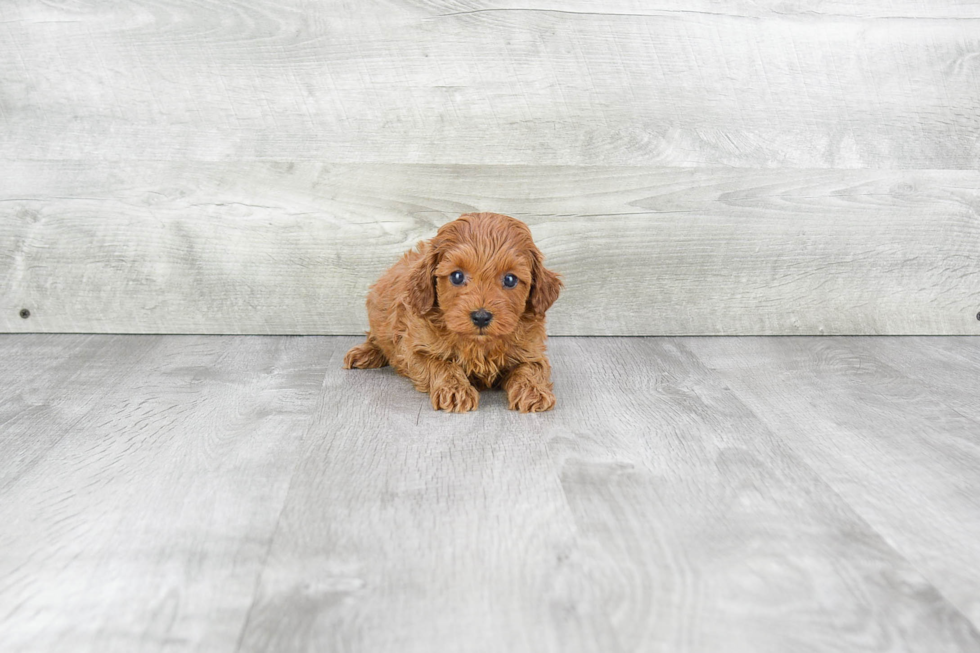 Cavapoo Pup Being Cute