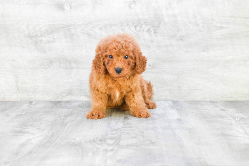 Best Mini Goldendoodle Baby