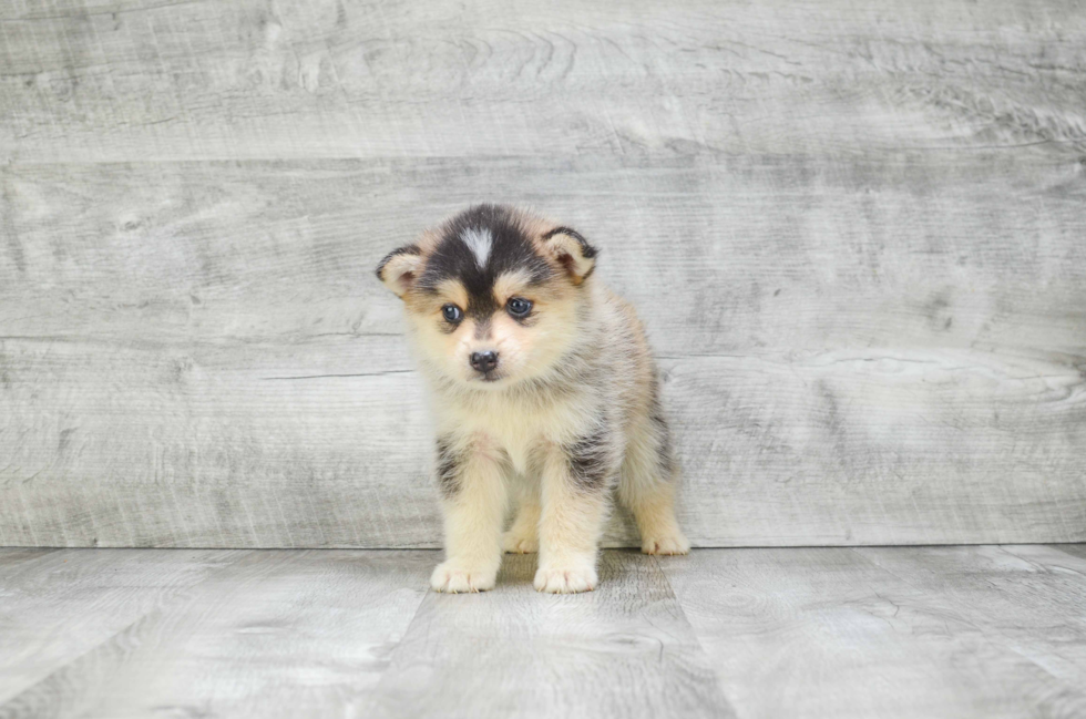 Fluffy Pomsky Designer Pup