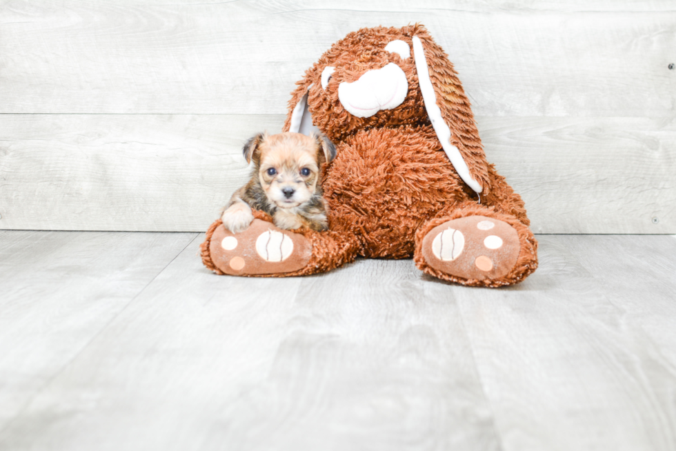 Morkie Puppy for Adoption