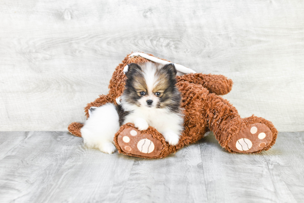 Sweet Pomeranian Purebred Puppy