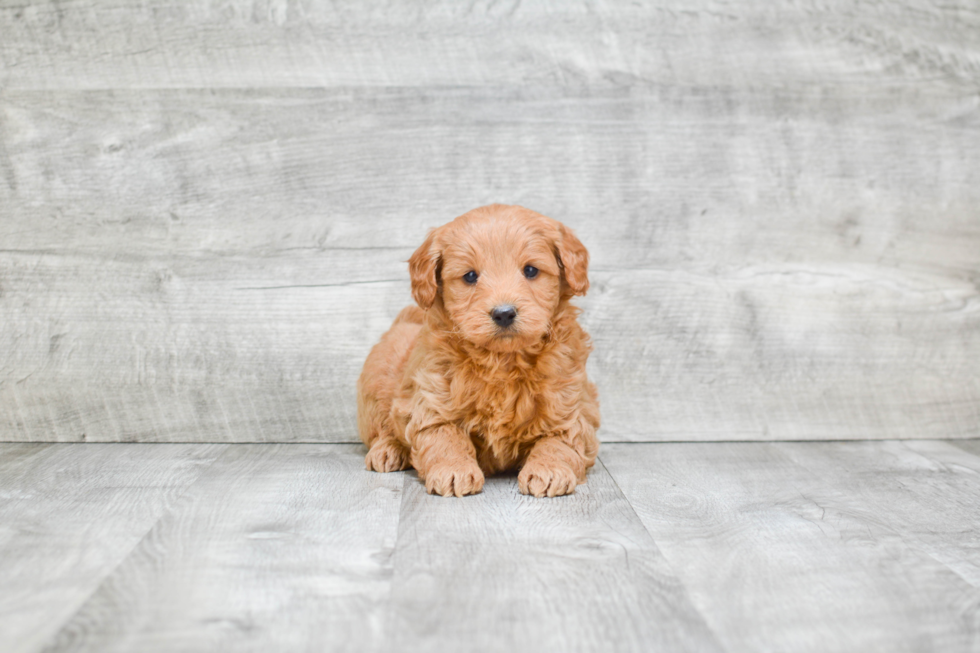 Mini Goldendoodle Puppy for Adoption