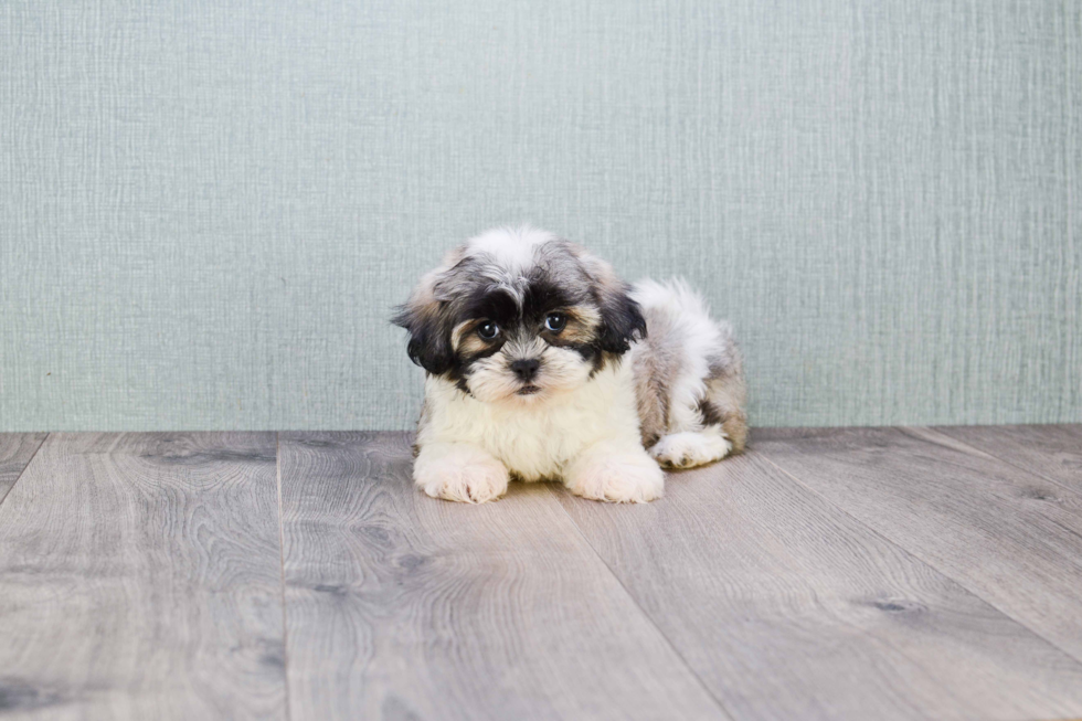 Hypoallergenic Shi Chon Designer Puppy