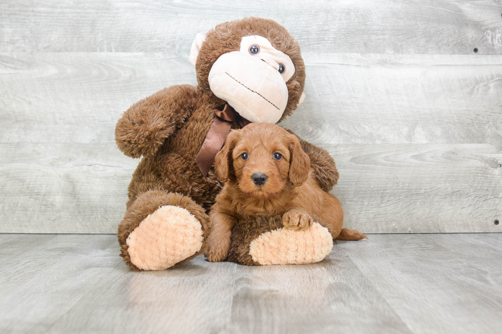 Mini Goldendoodle Puppy for Adoption