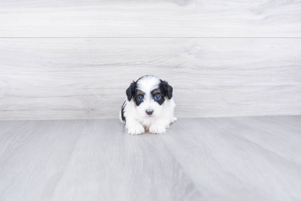 Cute Mini Bernedoodle Baby