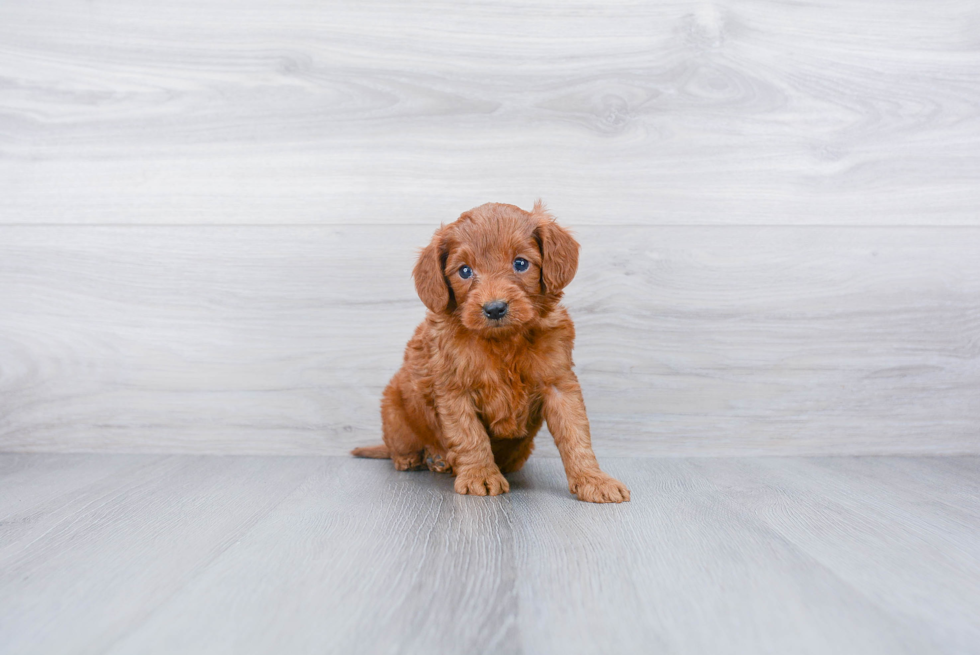 Friendly Mini Goldendoodle Baby