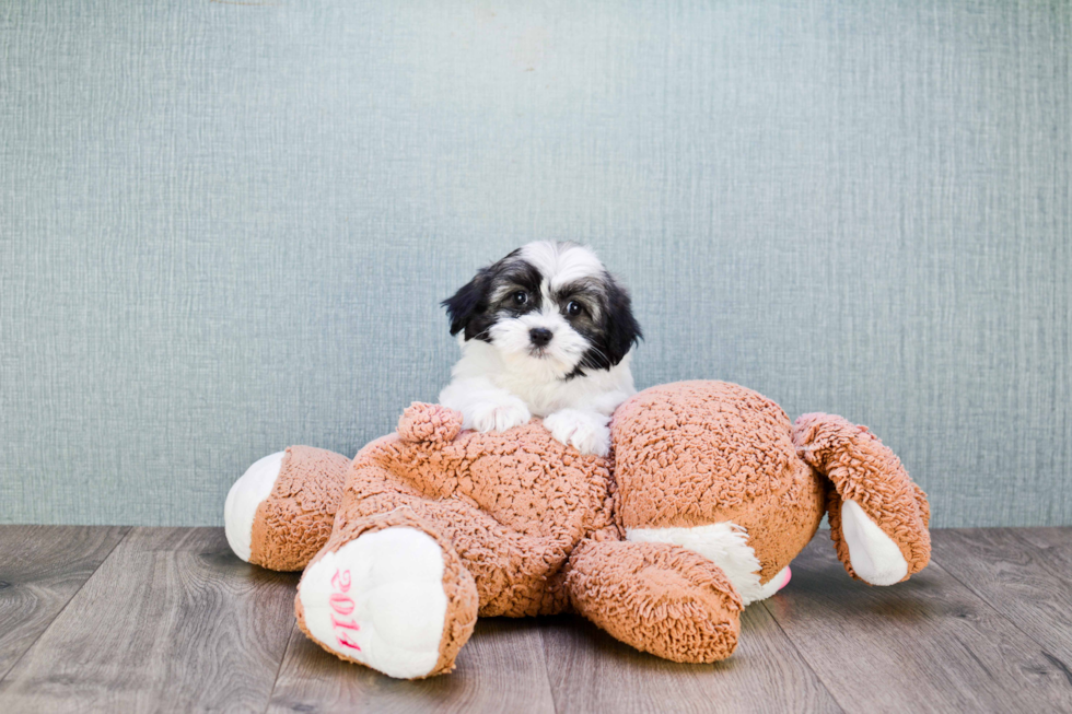 Havanese Puppy for Adoption