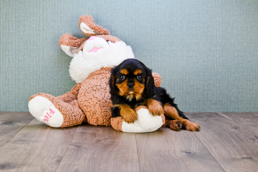 Best Cavalier King Charles Spaniel Baby