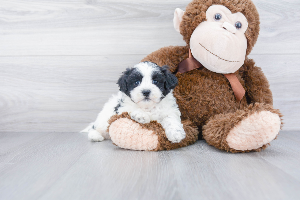 Shih Poo Puppy for Adoption