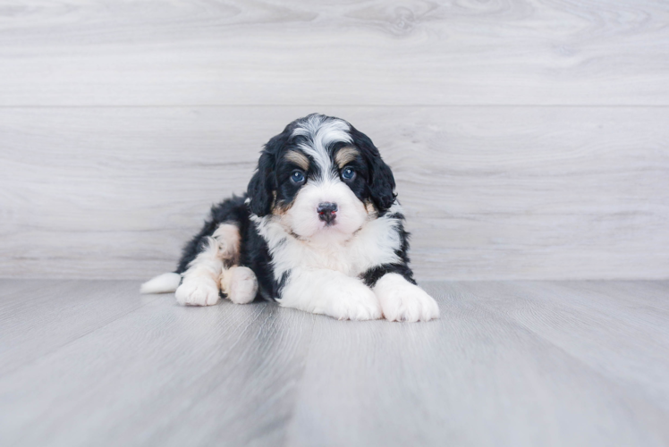 Mini Bernedoodle Pup Being Cute