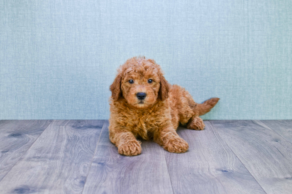 Little Golden Retriever Poodle Mix Puppy