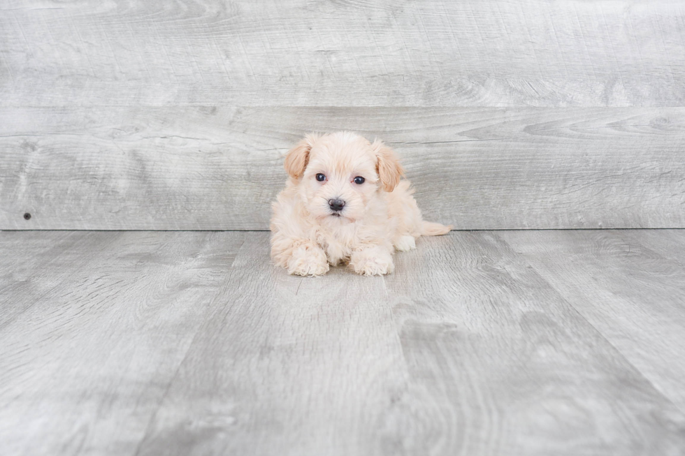 Best Maltipoo Baby