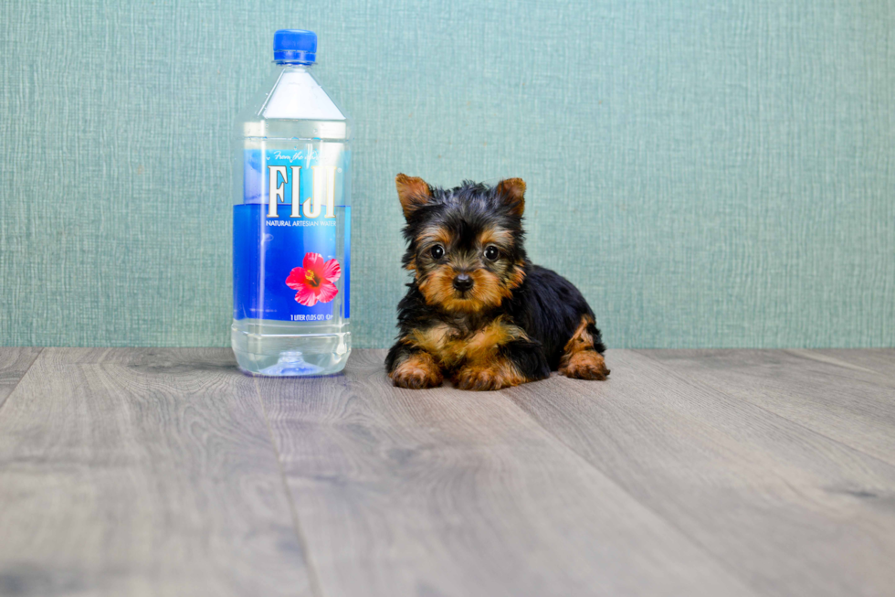 Meet Giselle - our Yorkshire Terrier Puppy Photo 