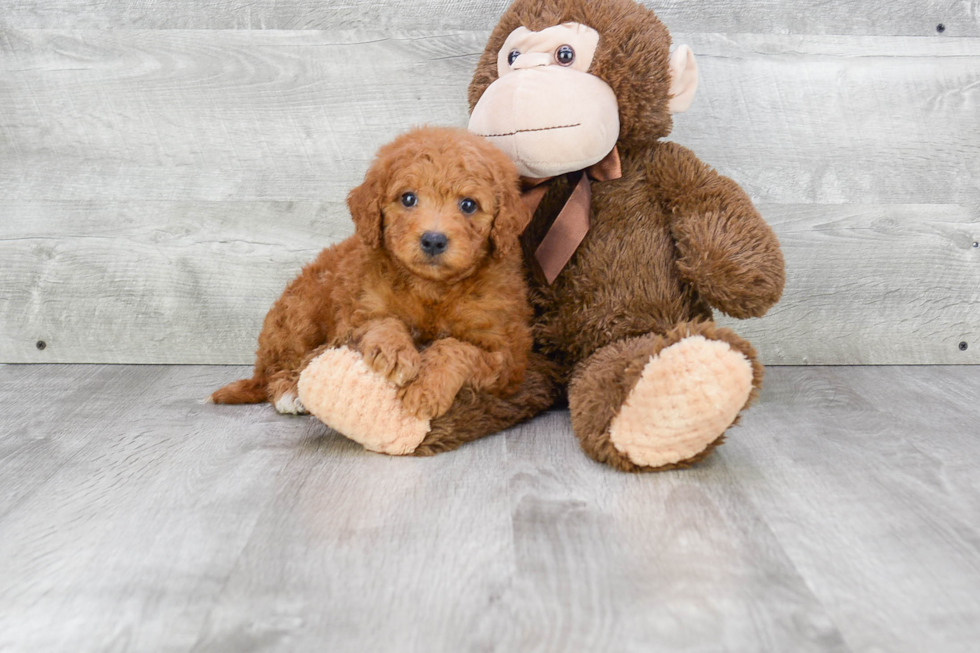 Mini Goldendoodle Pup Being Cute