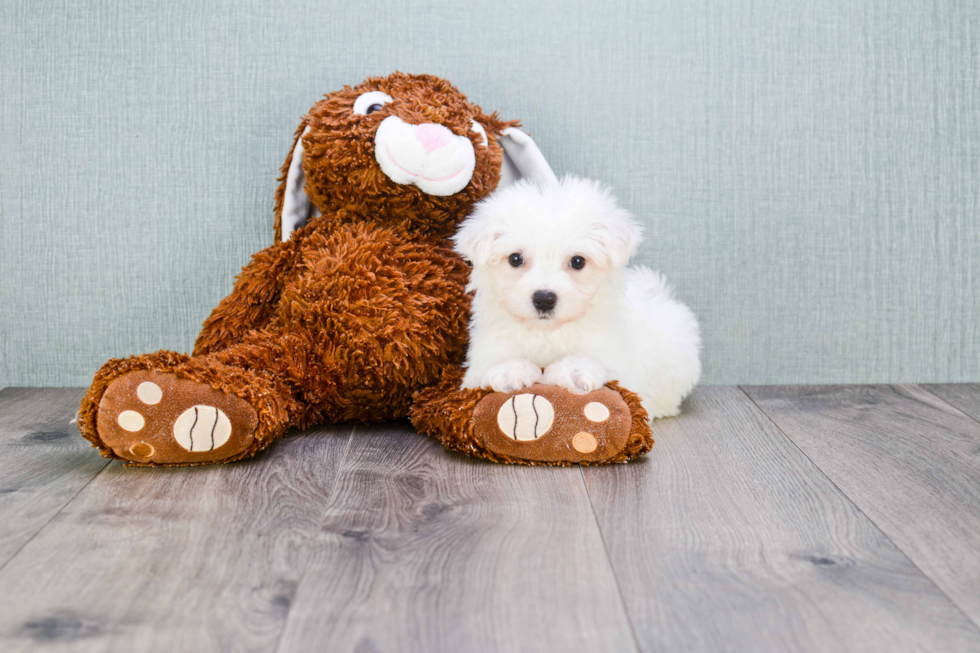 Best Bichon Frise Baby