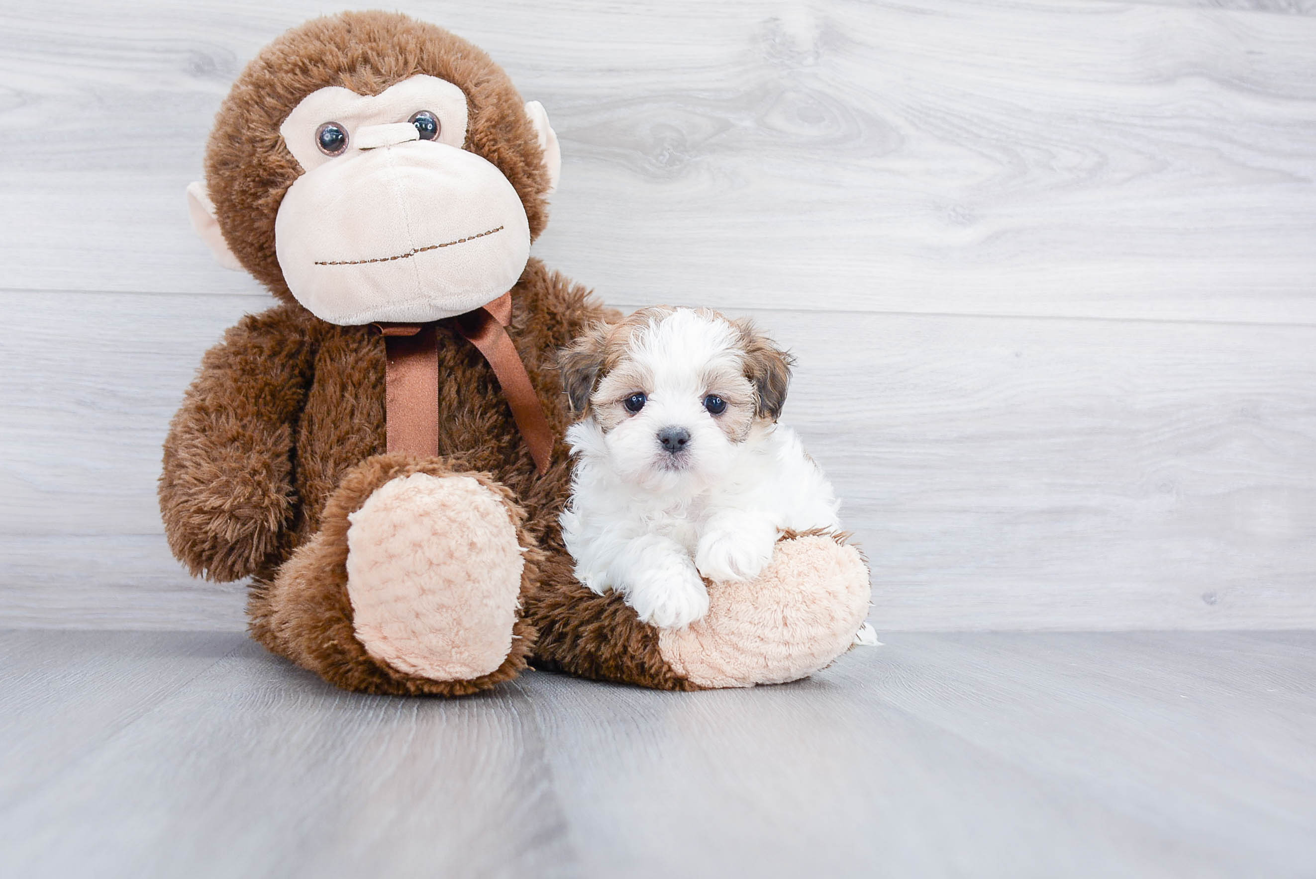 Small Teddy Bear Baby
