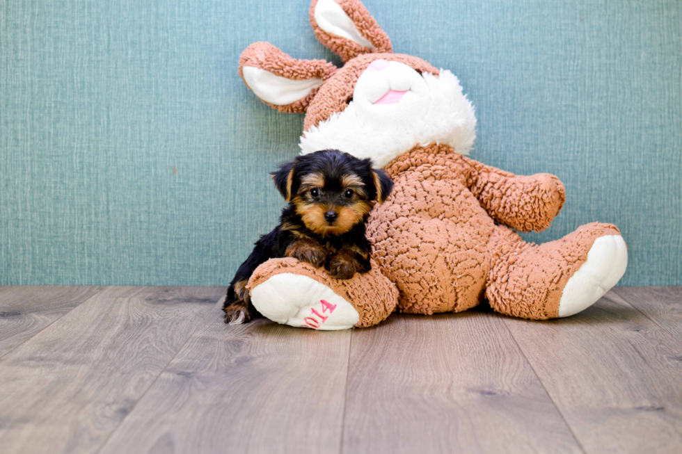 Meet Timmy - our Yorkshire Terrier Puppy Photo 