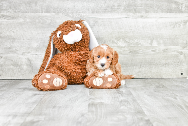 Cavapoo Pup Being Cute