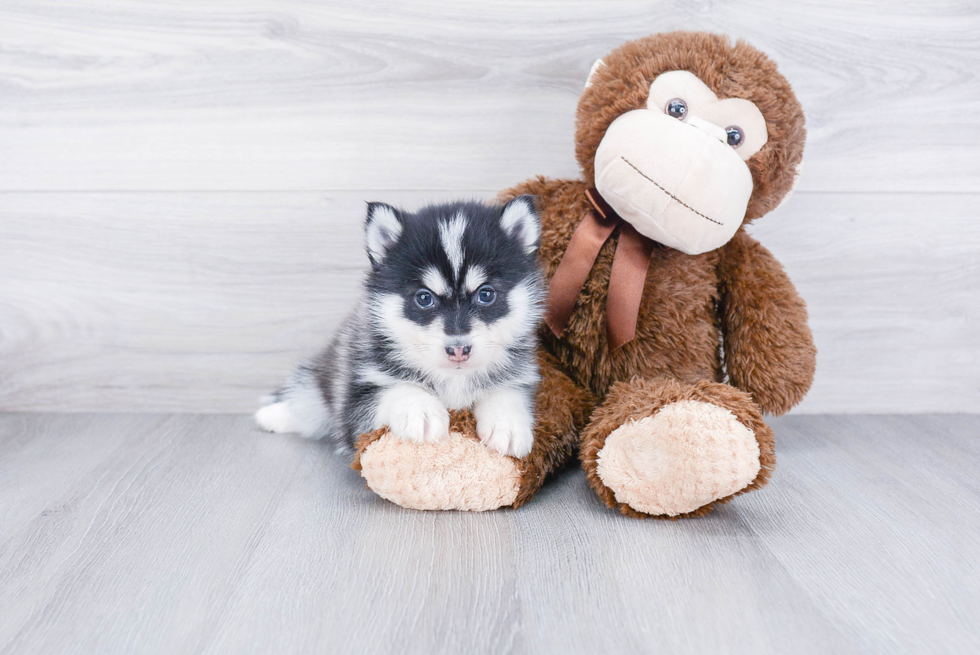 Pomsky Puppy for Adoption