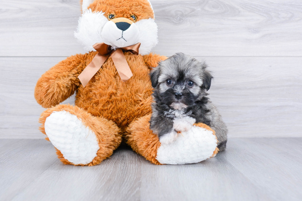 Little Havanese Purebred Pup