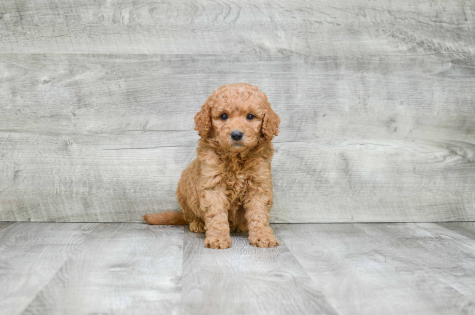 Cute Mini Goldendoodle Baby