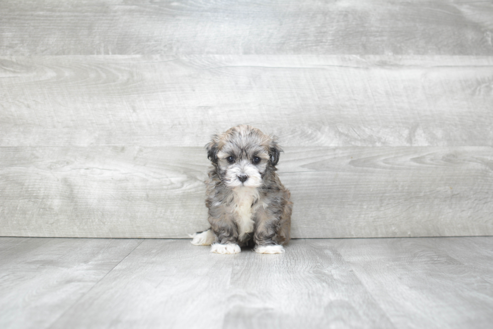 Havanese Puppy for Adoption