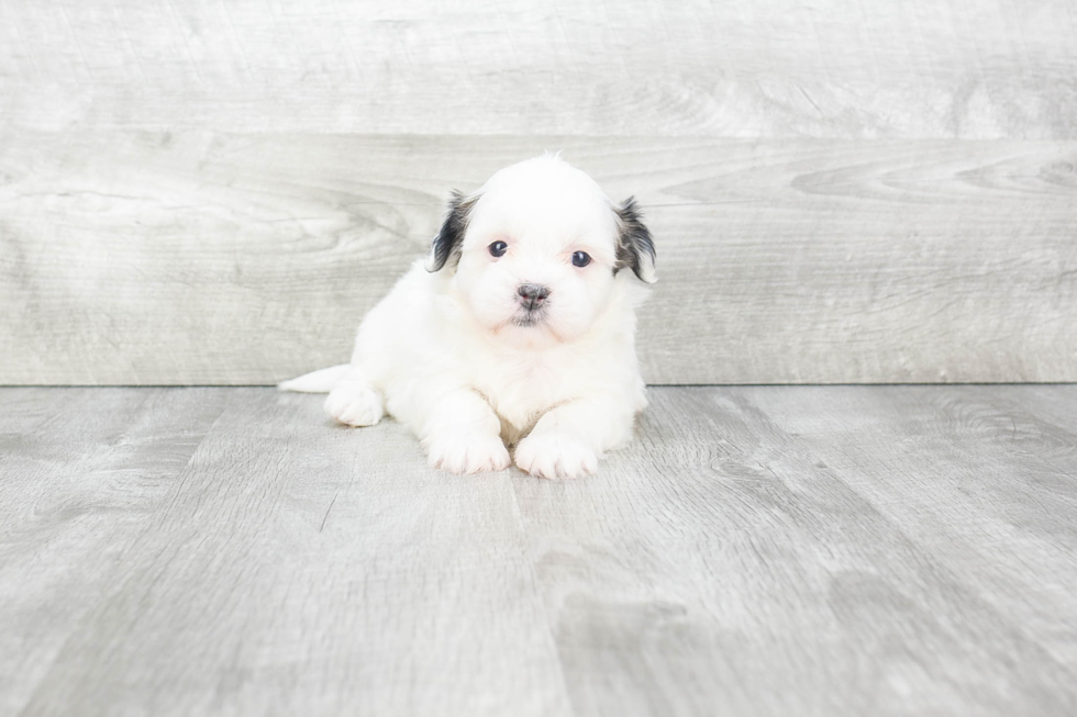 Friendly Havanese Purebred Pup