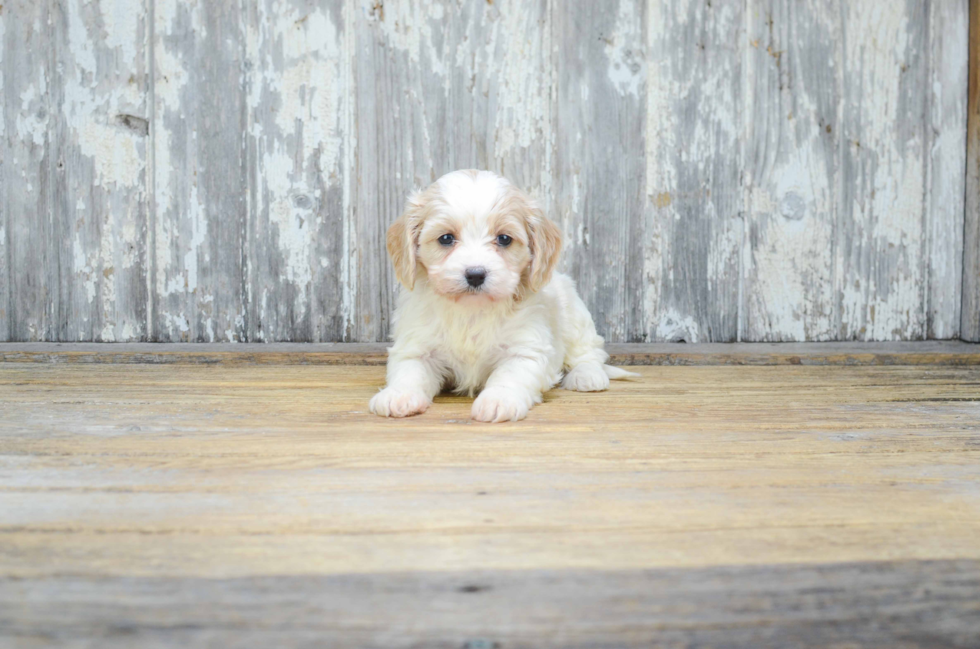 Best Cavachon Baby