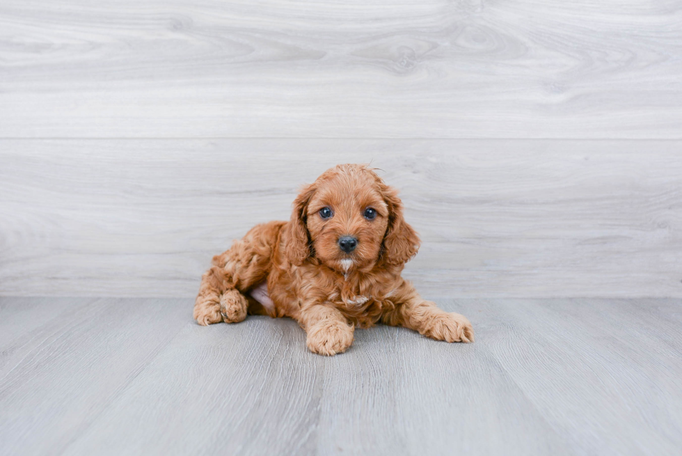 Fluffy Cavapoo Poodle Mix Pup