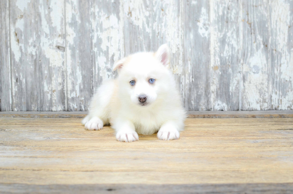 Best Pomsky Baby