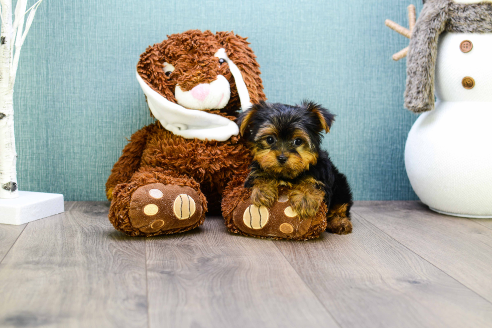 Meet Microteacup-Avery - our Yorkshire Terrier Puppy Photo 