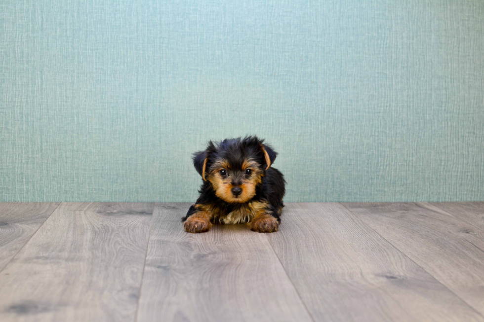 Meet Snickers - our Yorkshire Terrier Puppy Photo 