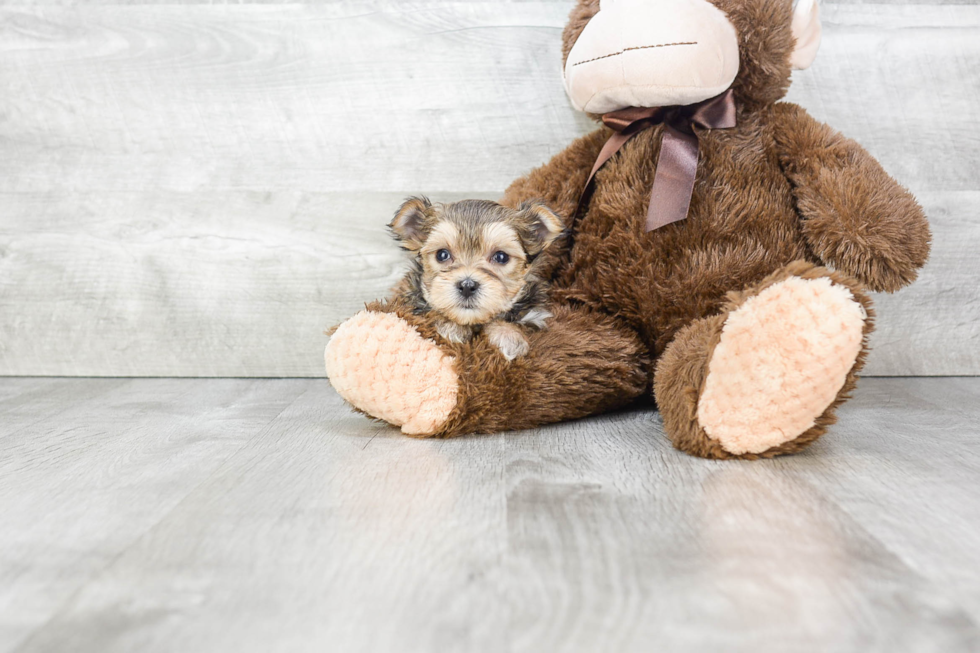 Morkie Pup Being Cute