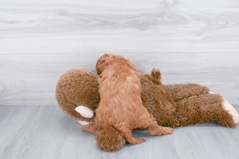 Popular Mini Goldendoodle Poodle Mix Pup