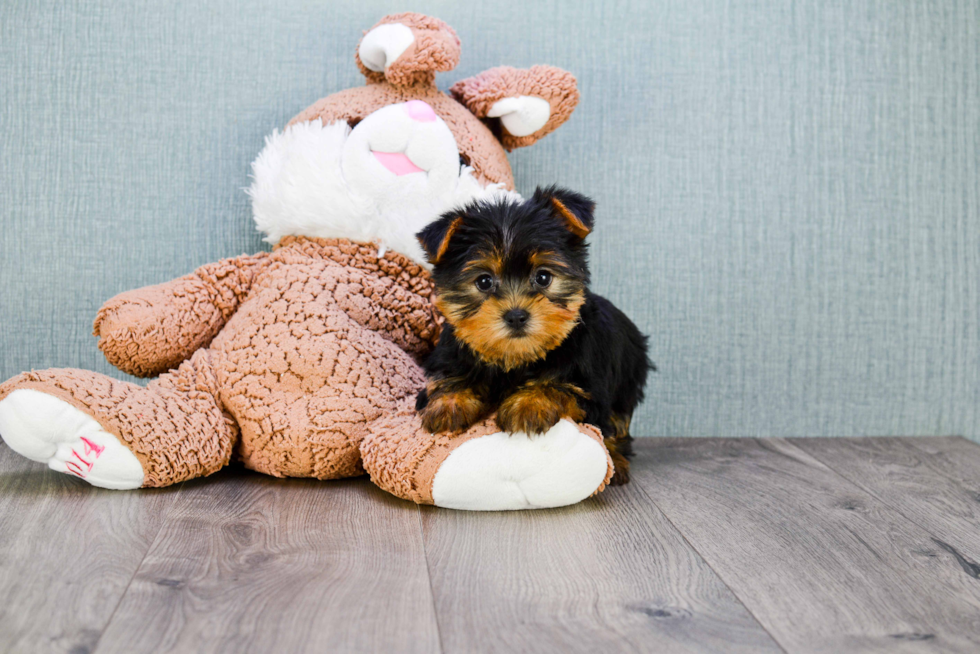 Meet Twinkle - our Yorkshire Terrier Puppy Photo 