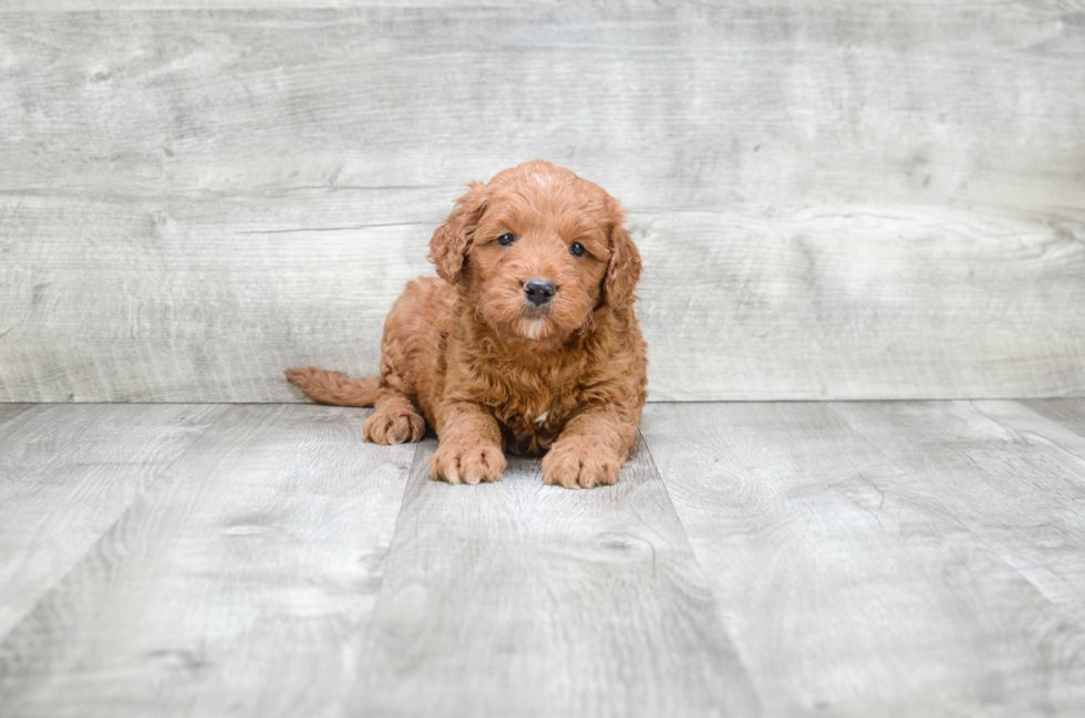 Mini Goldendoodle Pup Being Cute