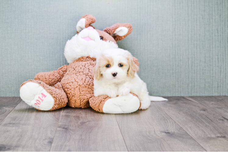 Best Cavachon Baby