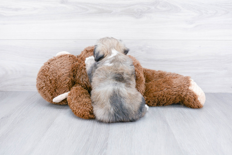 Friendly Havanese Purebred Pup