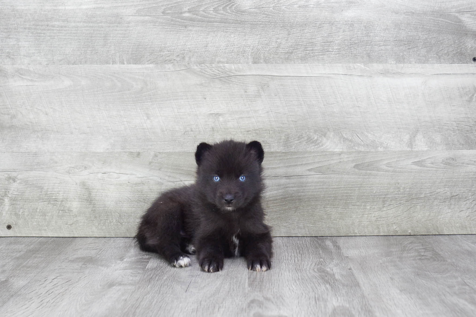 Pomsky Pup Being Cute